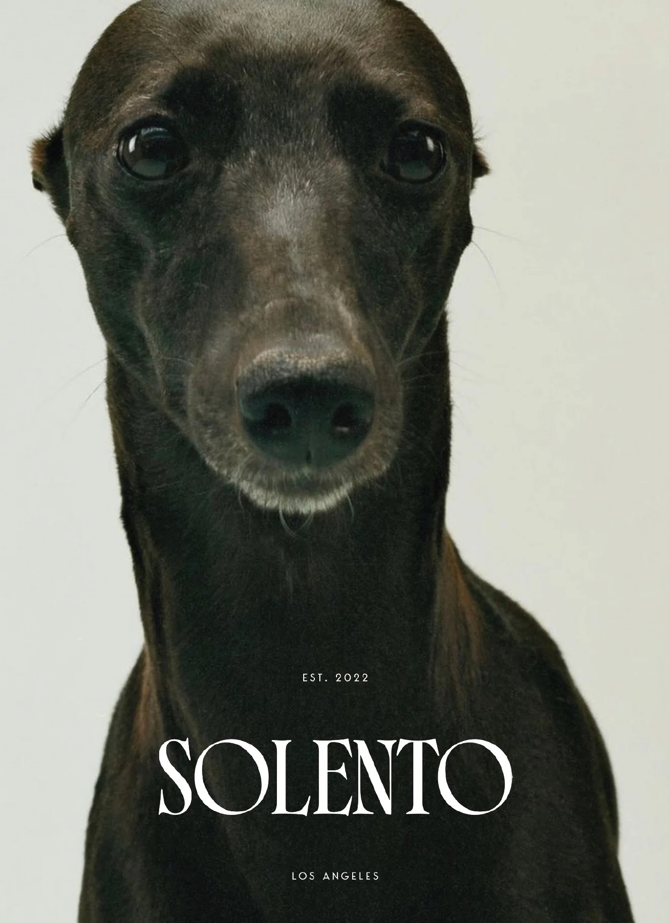 Poster of a dark brown greyhound facing the camera with a white Solento Los Angeles wordmark, for Solento.
